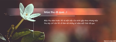 Tạo ảnh bìa Facebook hoa thu đẹp dịu dàng